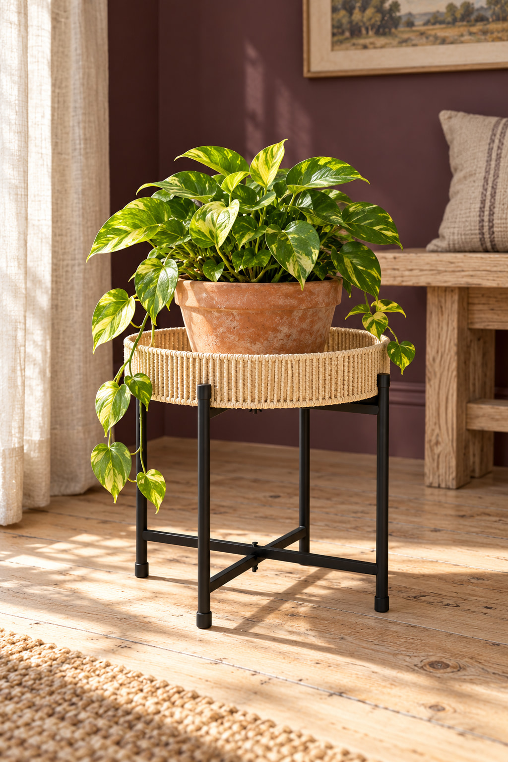 Illustrated plum-walled sunroom with a low woven paper-rope plant table on black legs, holding a terracotta pot of golden pothos beside a timber bench.