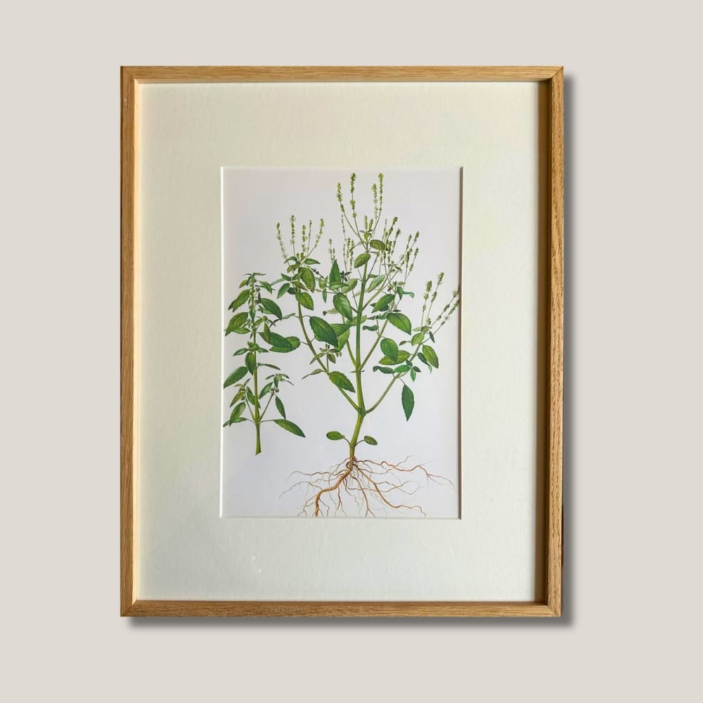French Botanical Illustration, 1950s - 1 / Green, original merchant product photograph