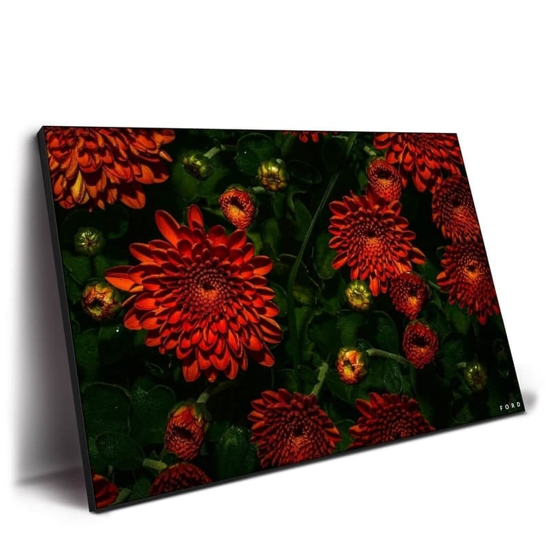 Moonlight Mums, retailer reference photograph